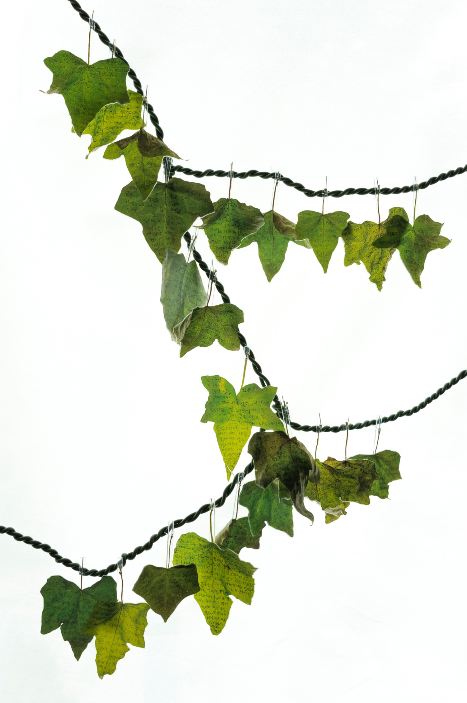 박가현, 숨겨진, 이제는 드러난_2025.8_설치 중 일부, 담쟁이잎에 안료 잉크·아크릴에 UV 프린트·원예용 철끈·침핀, 가변크기, 2018-2019, 2025