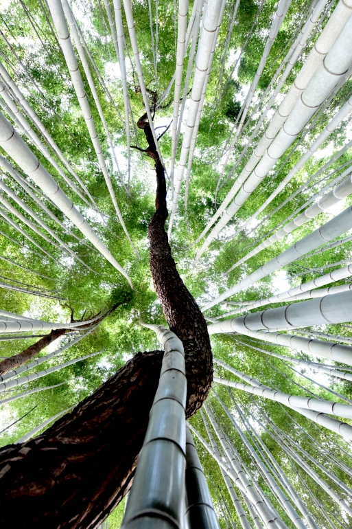 생명 - 푸름    105 × 70cm, 인화지에 피그먼트 프린트 2014, (2026년 제작)