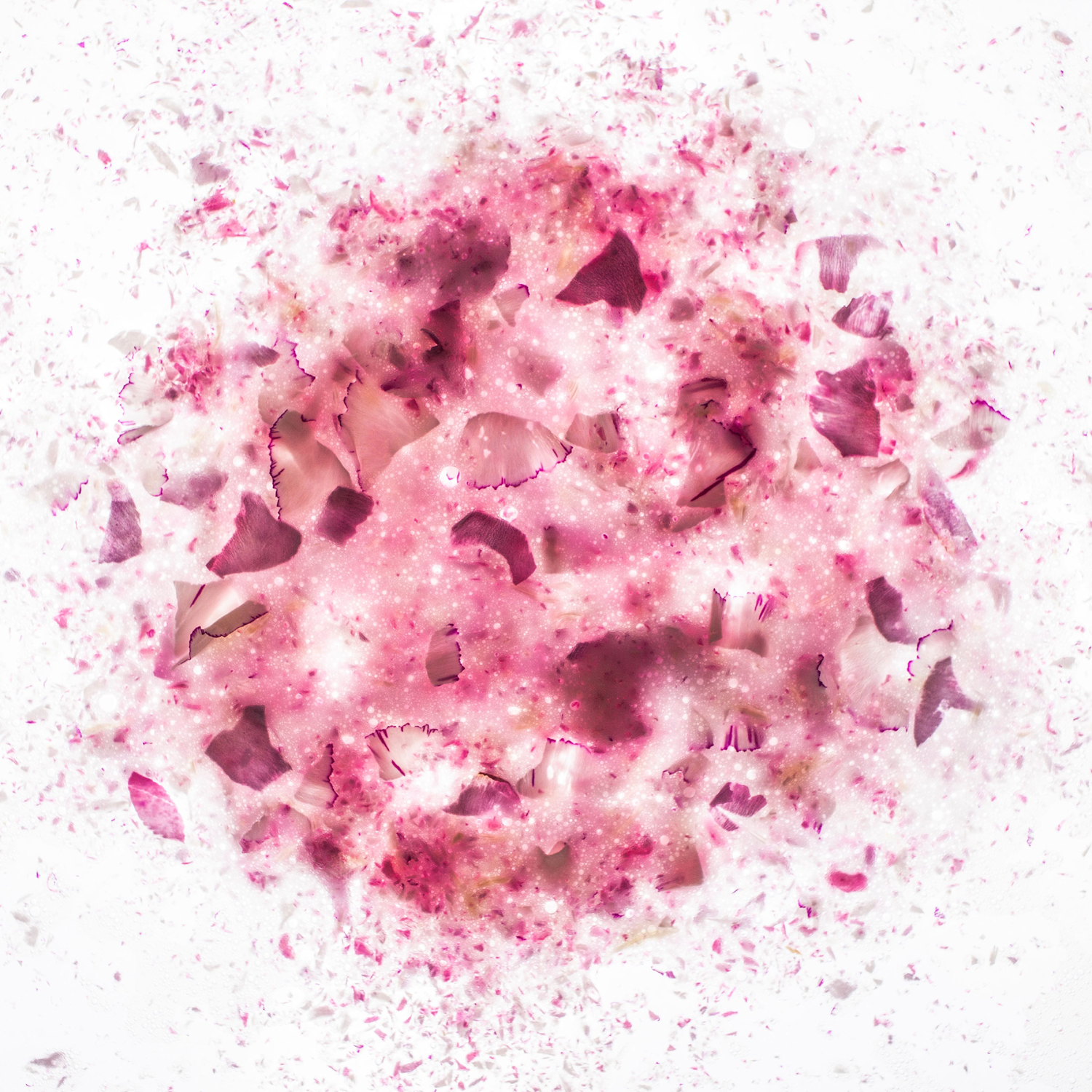 박성민, 여전히 아름다운 꽃_카네이션, Digital Print, 61×61cm, 2019