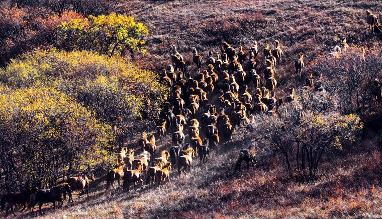 생명 - 초원   72 × 126cm, 인화지에 피그먼트 프린트, 2013 (2026년 제작)
